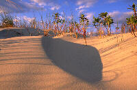 Coastal Dune, Image No. A005, Available as Limited Edition Print